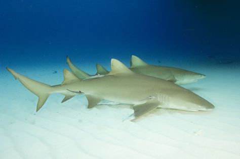 Lemon Shark | Lemon Shark Pictures - Negaprionbrevirostris Images Lemon Shark, Aquarium Pictures, Shark Tail, Types Of Sharks, Shark Pictures, Species Of Sharks, Bull Shark, Shark Swimming, Shark Tattoos