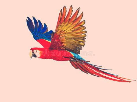 Colourful flying parrot stock photo. Image of caribbean - 47984928 Flying Parrot, Parrot Flying, Fly Drawing, Parrot Drawing, Bird Crochet, Drawing Bird, Crochet Bird, Parrot Painting, Pencil Drawings Of Flowers