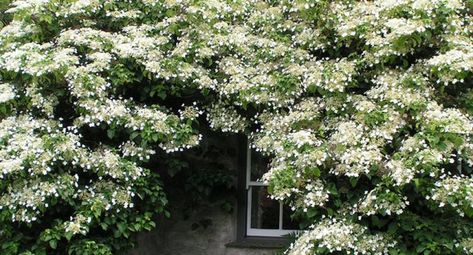 Wall Plants Indoor, Hanging Plant Decor, Plant Decor Ideas, North Facing House, Hydrangea Petiolaris, Climber Plants, Garden World, Wall Hanging Plant, Diy Hanging Planter