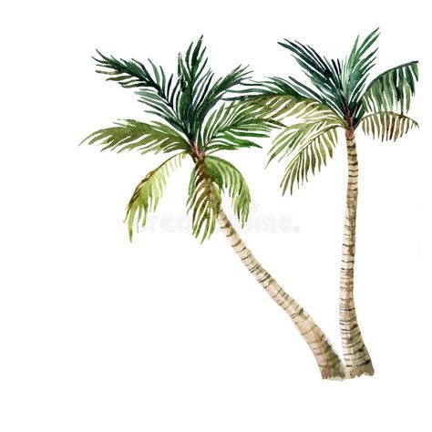 Palm tree isolated on white background. watercolor. Illustration #Sponsored , #Sponsored, #sponsored, #tree, #watercolor, #Illustration, #isolated Beach Landscape Art, Palm Tree Drawing, Landscape Design Drawings, Tree Watercolor Painting, Tree Background, Palm Tree Wall Art, Watercolor Monogram, Palm Trees Painting, Palm Tree Tattoo