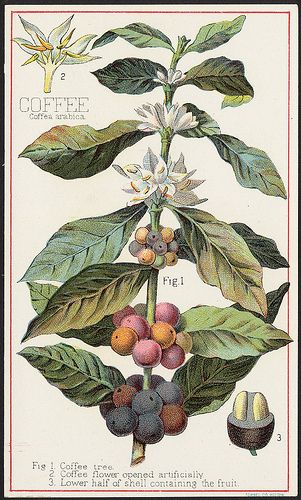 Coffee, Coffea Arabica [front] | Flickr - Photo Sharing! Coffea Arabica, Coffee Tree, Coffee Images, Coffee Plant, Coffee Illustration, Botanical Illustration Vintage, Illustration Botanique, Coffee Poster, Lukisan Cat Air