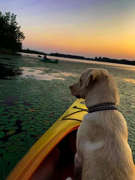 Kayak With Dogs, Dog Kayak, Kayaking Aesthetic, Kayaking With Dogs, Adventure Goals, Salted Granola, Summer List, Water Sunset, Summer Pics