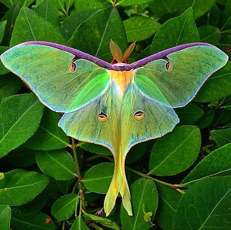 ITAP of an awesome Luna Moth - Imgur Luna Moth Photography, Moths Photography, Moth Photography, Animal Psychology, Luna Moth Tattoo, Photo Papillon, Psychology Memes, Luna Moths, Colorful Moths