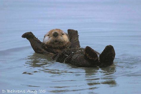 Sea Otter, Fishing, Water