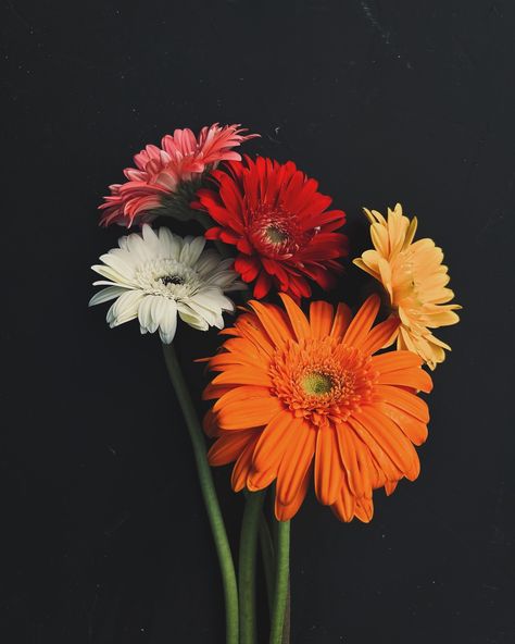 “Gerbera blossoms: a kaleidoscope of colors, each petal telling a unique story of beauty and diversity.” 🍃✨🌸🌼 #garden #flower #gerbera #daisyflower #colour #insta #instagram #instagood #instalike #instadaily #fyp #instaphoto Flowers Different Types, Gerbera Daisy Wallpaper, Gerbera Daisy Aesthetic, Gerbera Wallpaper, Red Gerbera Daisy, Drawing Closer, Gerbera Daisy Flower, Photos Of Flowers, Gerbera Flower