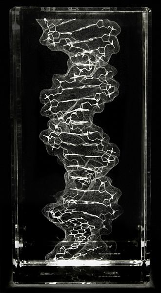 Mind Pictures, Laser Etched Glass, Microscopic Photography, Dna Model, Biology Art, Electron Microscope, Bio Art, King Solomon, Website Ideas