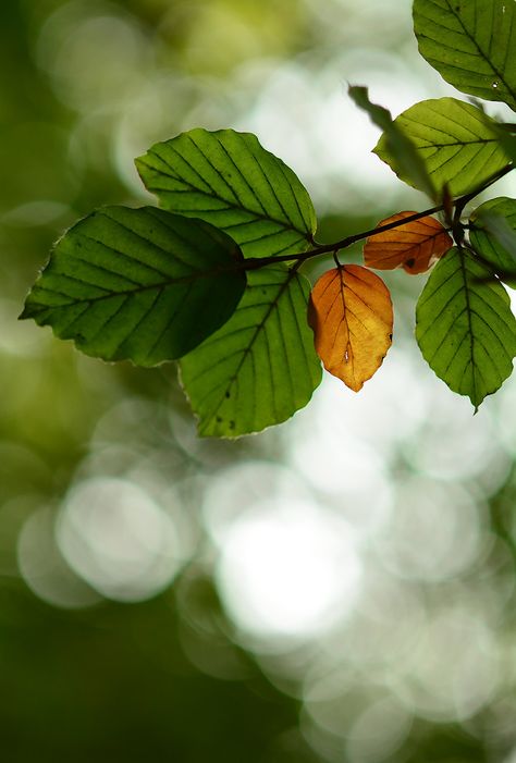 Autumn | Autumn leaves - windy days | Sharon Repton | Flickr Nature Details Photography, Leaves Shadow, All Shall Be Well, John 1 16, Goals 2024, Nature Details, Summer Leaves, Green Autumn, Grace Upon Grace