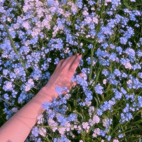 Image about blue in ♡┃𝐍𝐚𝐭𝐮𝐫𝐞 by 𝚢𝐨𝚗𝐚 🧕🏻💜 on We Heart It Noelani Core, Brinley Core, Megancore Aesthetic, Kaitlyn Aesthetic, Amanda + Core + Aesthetic, Blue In Nature, Cottagecore Pictures, Cottage Core Flowers, Aesthetic Flowers