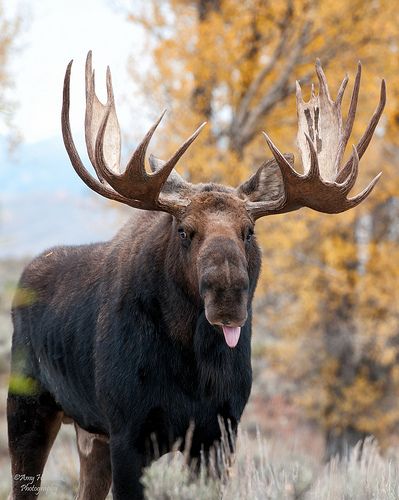 Moose Images Pictures, Alaskan Moose, Moose Painting, Moose Pictures, Tattoos Aesthetic, Moose Deer, North American Animals, Deer Species, Wild Animals Photography