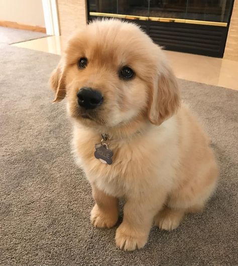 3,194 Likes, 72 Comments - Rollie the Golden (@rolliethegolden) on Instagram: “Lil fluff ball.  #tbt #babyrollie #throwbackthursday” Very Cute Puppies, Golden Retriever Mix, Cutest Puppy, Psy I Szczenięta, 골든 리트리버, 강아지 그림, Puppies Funny, Retriever Puppy