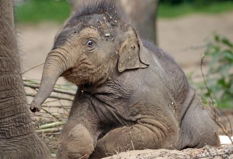 asiatic elephant Yunha Amersfoort BB2A8878 | safi kok | Flickr Asiatic Elephant, Elephant Pictures, Baby Elephant, Elephant, Animals