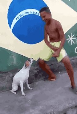 animals dog brazil Dancing Dog Gif, Dance Gif, Dog Haircuts, Dancing Gif, Dancing Cat, Funny Cat Videos, Dog Gifs, Dog Memes, Cat Gif