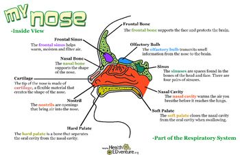 This poster illustrates the different components of the inside of the nose. This is an inside view of the nose with a description and definition of each component and their functions. An excellent teaching tool for health and science classes! 17 in. Sounds Activities, Parts Of The Nose, Blood Types, Science Curriculum, Teacher Organization, Science Resources, Busy Teacher, Middle School Science, Physical Science