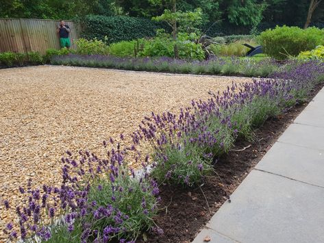 Gravel driveway edged with granite setts and lavender Plants In Gravel Border, Gravel Patio Border Ideas, Drive Way Ideas Gravel, Gravel Side Driveway, Country Cottage Driveway, Golden Gravel Driveway, Plants For Driveway Borders, English Driveways, Driveway Edge Landscaping