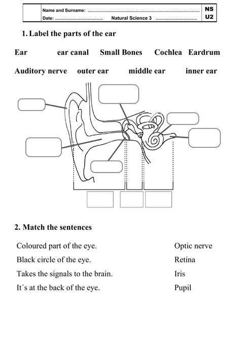 Ejercicio de The Ear and the eye Eye Language, Ear Diagram, Third Grade Homeschool, Ear Structure, Sense Organs, Biology Worksheet, Parts Of The Eye, Parts Of The Heart, Human Ear