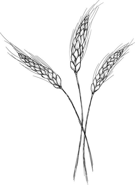 Hand drawn wheat. Realistic wheat ear. Black and white sketch of agricultural plant. Barley and rye crop. Harvesting grain for flour production. Vector natural organic whole oat template Barley Plant, Wheat Drawing, Plant Bar, Rye Grain, Symbol Drawing, Black And White Sketches, Plant Drawing, Animal Sketches, Plant Illustration