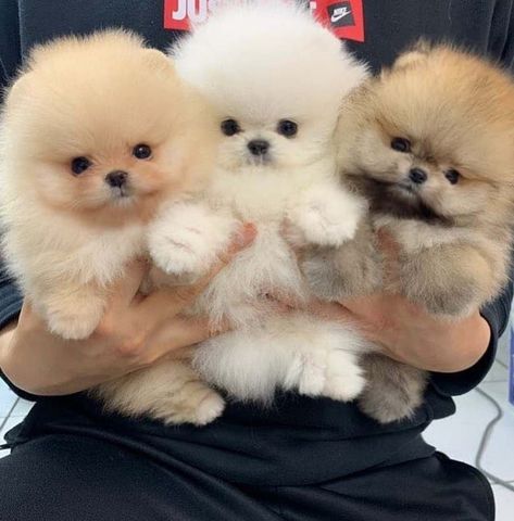 Cute Fluffy Dogs, Cute Teacup Puppies, Pomeranian Puppy For Sale, Cute Small Dogs, Cute Dog Wallpaper, Cute Dogs Images, Very Cute Puppies, Really Cute Puppies, Pomeranian Puppies