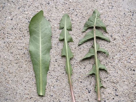 Dandelion Leaf Variations Dandelion Leaf, Dandelion Plant, Wild Yam, Dandelion Leaves, Taraxacum Officinale, Chicory Root, Dandelion Wish, Botany, Dandelion