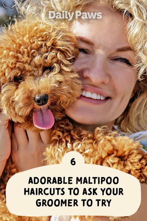 Maltipoo Short Haircut Styles, Malti Poo Haircut Styles, Maltipoo Accessories, Maltipoo Teddy Bear Haircut, Dog Grooming Styles Maltipoo, Maltipoo Grooming Styles, Maltipoo Puppy Haircuts, Maltipoo Haircut Styles Teddy Bears, Multipoo Hairstyles