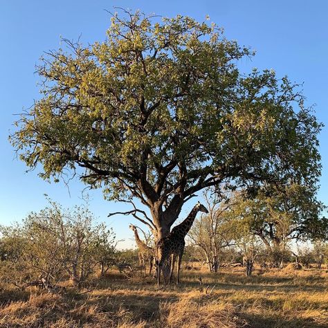 James Sansum on Instagram: “Baobab... Leadwood ... Marula ... Fever ... Mopane ... Sausage ... Whistling Thorn The Incredible Trees of Africa #thankyoujohnandjames…” Marula Tree, Fifa 20, Toy Soldiers, Fifa, Soldier, Trees, The Incredibles, Tattoos, Plants