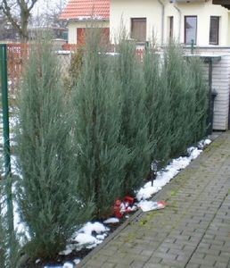 Skyrocket Juniper, Juniper Plant, Juniper Bush, Blue Arrow, Juniper Tree, Screen Plants, Columnar Trees, Backyard Dreams, Small Front Yard Landscaping