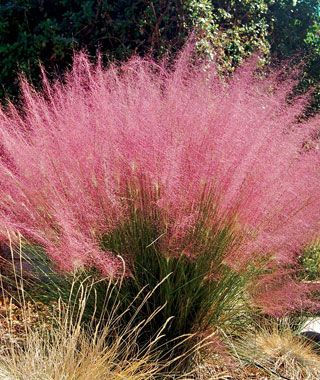 Ornamental Grasses Landscaping | Now your landscape will look up- to -date with these indispensable ... Muhlenbergia Capillaris, Pink Muhly, Pink Grass, Florida Plants, Perennial Grasses, Fountain Grass, Plant Protection, Have Inspiration, Rain Garden