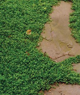 Mazus works well for moist, shady sites with some foot traffic -  might be a good grass alternative for a shady, mostly-muddy backyard? Front Yard Lawn Alternative, Backyard Grass Alternative, Plants Backyard, Lawn Alternative, Landscaping Low Maintenance, Ground Cover Seeds, Low Maintenance Landscaping Front Yard, Grass Alternative, Low Maintenance Front Yard