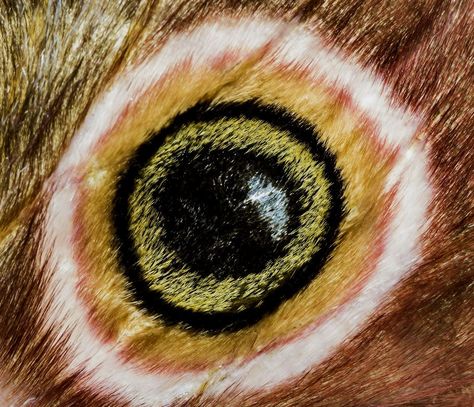 Speckled Emperor Moth eye Moth Eyes, Macro Butterfly, Emperor Moth, Projects School, Butterfly Wing, Butterfly Wings, Moth, Insects, Butterflies