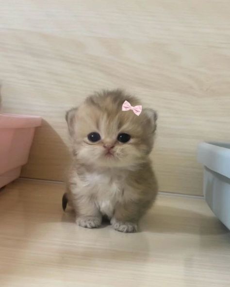 Kitty Pryde, Cute Small Animals, Cute Animals Puppies, Cute Little Kittens, Silly Cats Pictures, Cute Cats Photos, Pretty Animals, Funny Cute Cats