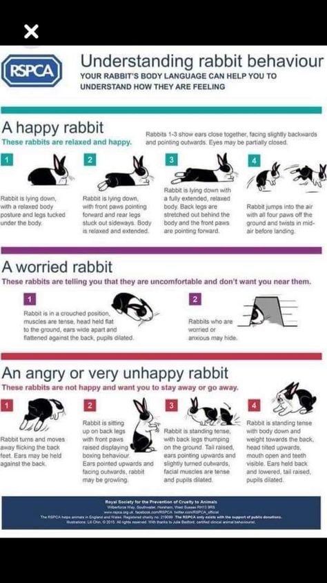 Tapsi Hapsi, Bunny Care Tips, Rabbit Facts, Rabbit Information, Rabbit Behavior, Pet Rabbit Care, Bunny Room, Raising Rabbits, Pet Bunny Rabbits