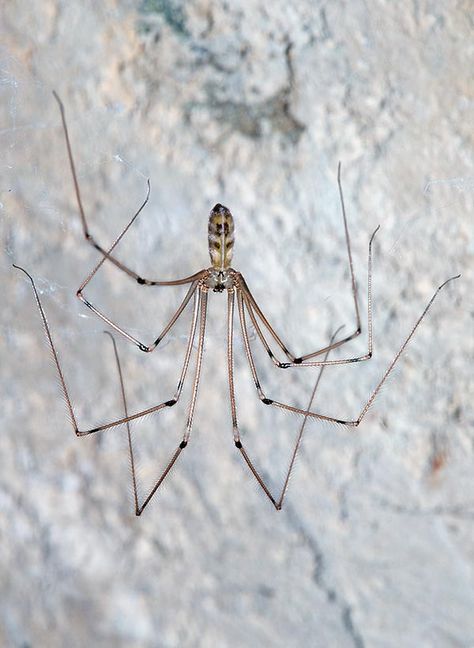 Longbodied Cellar Spider (Pholcus phalangioides) Cellar Spider, Beautiful Spiders, Spider Face, Interesting Insects, Spider Drawing, Wolf Spider, Small Creatures, Creepy Crawlers, Bird People