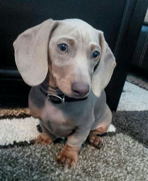 Blue Dachshund, Dachshund Breed, Dachshund Funny, Weiner Dogs, Weiners, Popular Dog Breeds, Weenie Dogs, Dachshund Puppies, Dachshund Lovers