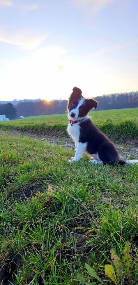 Puppies Border Collie, Border Collies Puppy, Border Collie Puppy Aesthetic, Cute Border Collie Puppies, Baby Border Collie, Border Collie Wallpaper, Border Collie Aesthetic, Black And White Puppies, Border Collie Black And White