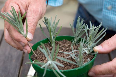 Lavender Cuttings, How To Propagate Lavender, Growing Lavender, Lavender Garden, Lavender Plant, Have Inspiration, Home Vegetable Garden, Plant Cuttings, Propagating Plants