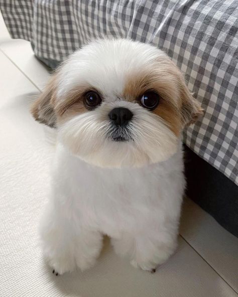 Fluffy Shih Tzu Haircuts, Shizu Dog Haircuts Teddy Bears, Puppy Shih Tzu Haircut, Cute Shih Tzu Haircuts, Shitzu Puppy Haircut, Cute Shitzu Haircuts, Male Shitzu Haircuts, Shi Zhu Haircut, Dog Haircuts Shitzu