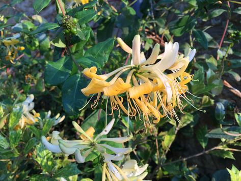 Lonicera periclymenum Serotina Best Climbing Plants, Face Wall, Gardening Advice, Climbing Plants, Front Garden, Clematis, Garden Wall, Good Advice, Outdoor Space