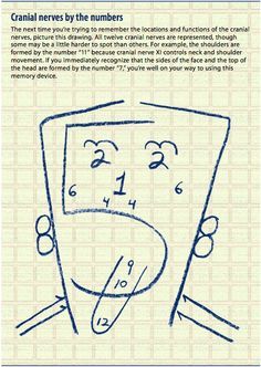 Cranial Nerves memory trick. 1) Olfactory. 2) Optic. 3) Oculomotor. 4) Trochlear. 5) Trigeminal. 6) Abducens. 7) Facial. 8) Vestibulocochlear. 9) Glossopharyngeal. 10) Vagus. 11) Spinal Accessory. 12) Hypoglossal.  I'm not sure how much this helps, but I'd never seen this little graphic before, and it is clever. Good luck in school; the job is worth it! Face Diagram, Cranial Nerves Mnemonic, Basic Anatomy And Physiology, Nursing School Survival, Cranial Nerves, Nursing School Studying, Nursing School Tips, Medical School Studying, Nursing School Notes