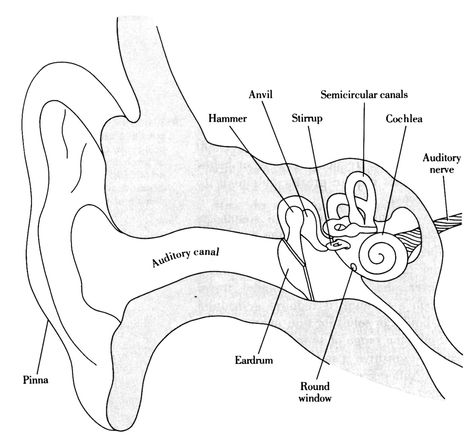 Structures of the Ear | in Chapter 04: Senses | from Psychology: An Introduction by Russ Dewey Structure Of Human Ear, Human Ear Diagram, Human Ear Anatomy, Ear Diagram, Biology Diagrams, Ear Anatomy, Study Biology, Basic Anatomy And Physiology, Nurse Study Notes