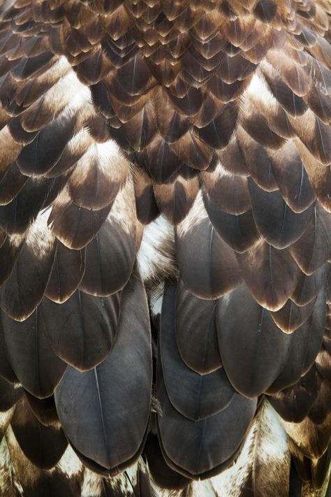 Owl Feathers Aesthetic, Bird Close Up, Bird Feathers Aesthetic, Feathers Close Up, Feather Aesthetic, Bald Eagle Feather, Feathers Photography, Falcon Feather, Feather Photo