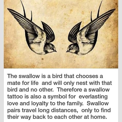 Bird Stomach Tattoo, Intimate Tattoo, Swallow Tattoo Meaning, Swallow Tattoo Design, Swallow Bird Tattoos, Vogel Tattoo, Sparrow Tattoo, Swallow Tattoo, Tatuaje A Color