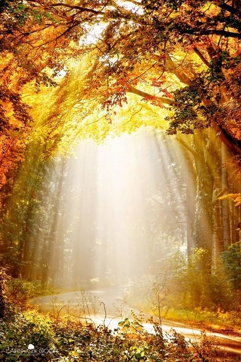 Rays of sun streaming down through the trees and autumn leaves. Foto Tips, Autumn Beauty, Autumn Forest, Alam Yang Indah, Belleza Natural, Amazing Nature, Nature Beauty, Bible Journaling, Beautiful World