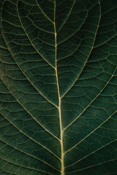 Instagram Grid Design, Leaf Veins, Macro Photography Nature, Leaf Photography, Iphone11 Pro, Macro Flower, Texture Photography, Leaf Texture, Close Up Photography