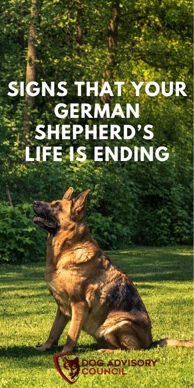 German Shepherds are some of the most popular breeds in the United States. They're also one of the smartest and hardworking dogs, which is why they've been used as service animals. But with that intelligence comes a shorter lifespan than other breeds. How long do German Shepherds live? It's important to know these facts before you commit to bringing one into your family home because it can help determine how much time you may get with them. Dogs Aesthetic Wallpaper, Dogs Captions Instagram Cute, German Shepherd Grooming, Red German Shepherd, German Shepherd Facts, Baby German Shepherds, German Shepherd Puppies Training, German Shepherd Pictures, Dogs Diy Projects