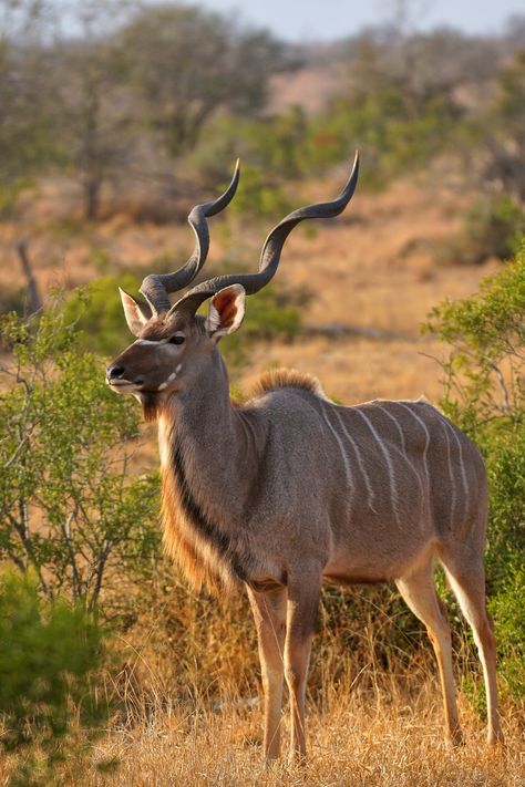 https://flic.kr/p/2hyQeYP | Kudu male displaying impressive horns | Wasn't ideal lighting, but couldn't resist a photo of this male kudu (Tragelaphus strepsiceros) displaying his impressive horns. Photo taken in Kruger National Park, South Africa. Kudu Wallpaper, Four Horned Antelope, Kudu Photography, Kudu Painting, Kudu Antelope, Kudu Horns, South Africa Animals, Animal Africa, Horned Animals