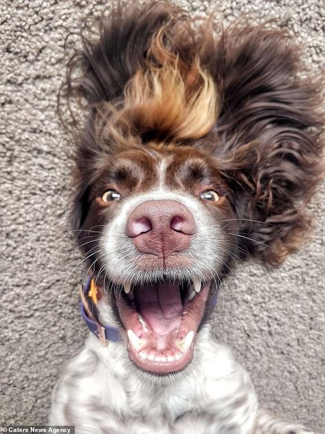 Cocker Spaniel Photography, Rockstar Hair, Springer Puppies, Show Cocker Spaniel, Springer Spaniel Puppy, Sprocker Spaniel, Springer Dog, English Springer Spaniel Puppy, Working Springer Spaniel