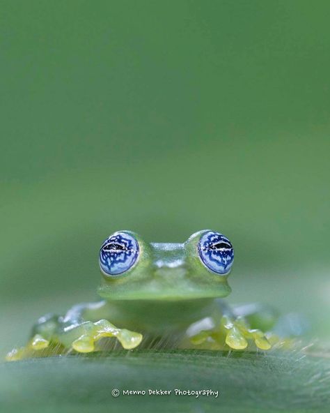 Staring Contest, Amazing Frog, Endangered Plants, Bbc Earth, Glass Frog, Lovely Animals, Incredible Creatures, Frog And Toad, Stray Cat