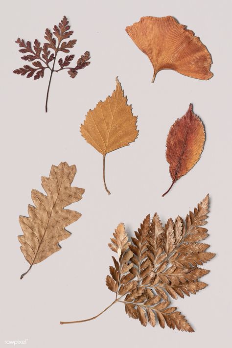 Dried leaves on white background collection | premium image by rawpixel.com / KUTTHALEEYO #picture #photography #inspiration #photo #art Leaves With White Background, Dry Leaves Aesthetic, Dried Leaves Art, Dried Flowers Aesthetic, Stiker Macbook, Aesthetic Leaf, Aesthetic Leaves, Dry Leaf Art, Leaves Aesthetic