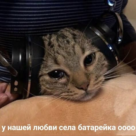 Cat Headphones, Downtown Aesthetic, Funny Looking Cats, Cute Animal Memes, Aesthetic Cat, Silly Cats Pictures, The Abyss, Cat Icon, Foto Vintage