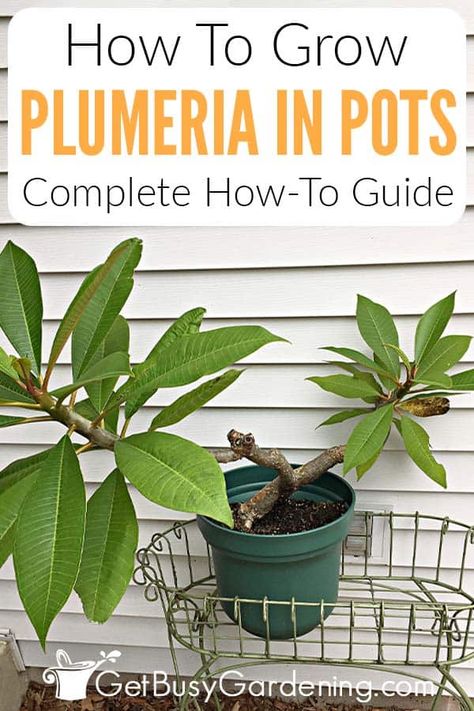 If you’d like to learn how to grow plumerias in pots, this detailed guide will teach you everything you need to know. I’ve shared the ins and outs of plumeria container care, so even a beginner can enjoy the beautiful tropical blooms of a frangipani. Learn about the best size and types of pots to use and soil they need to thrive. Then get more tips on other essentials like how to water, how often to fertilize, and how to prune a potted plumeria so you can manage and enjoy it for years to come. Plumeria Care, Plumeria Plant, Garden Landscaping Design Ideas, Garden Landscaping Design, Plumeria Tree, Gardening Indoors, Plant Care Guide, Florida Landscaping, Plant Care Instructions