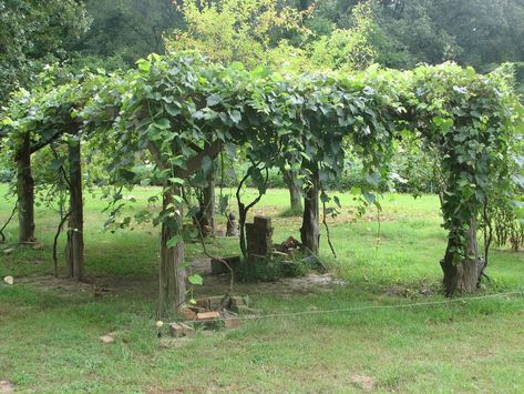 Concord Grape Trellis Ideas, Growing Grapes In Backyard Trellis, Pergola With Vines, Backyard Arbor, Muscadine Vine, Grape Vine Plant, Grape Vine Trellis, Grape Trellis, Grape Arbor